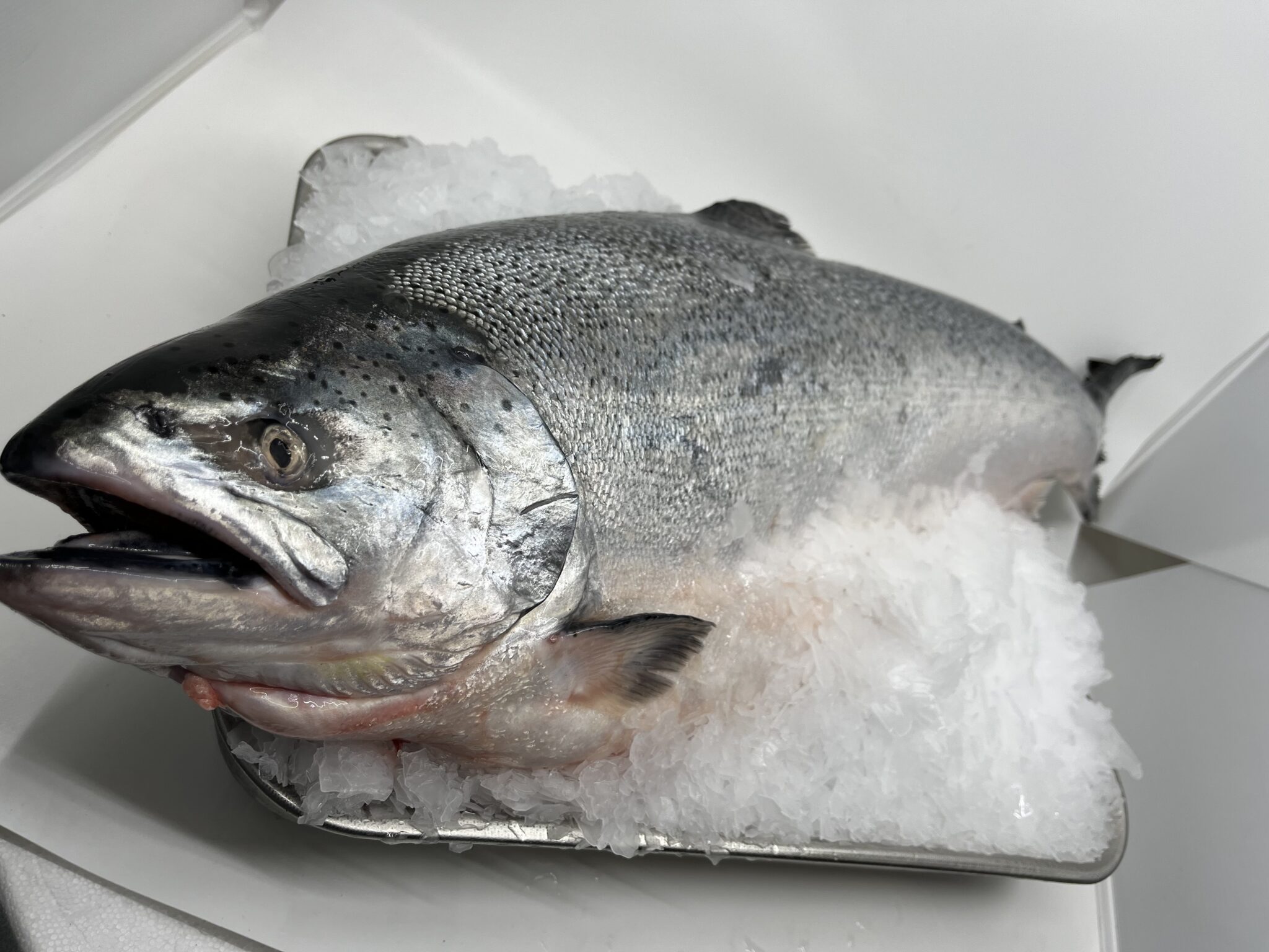 Whole Nz Salmon 4.5kg - 5kg Gutted - The One That Got Away