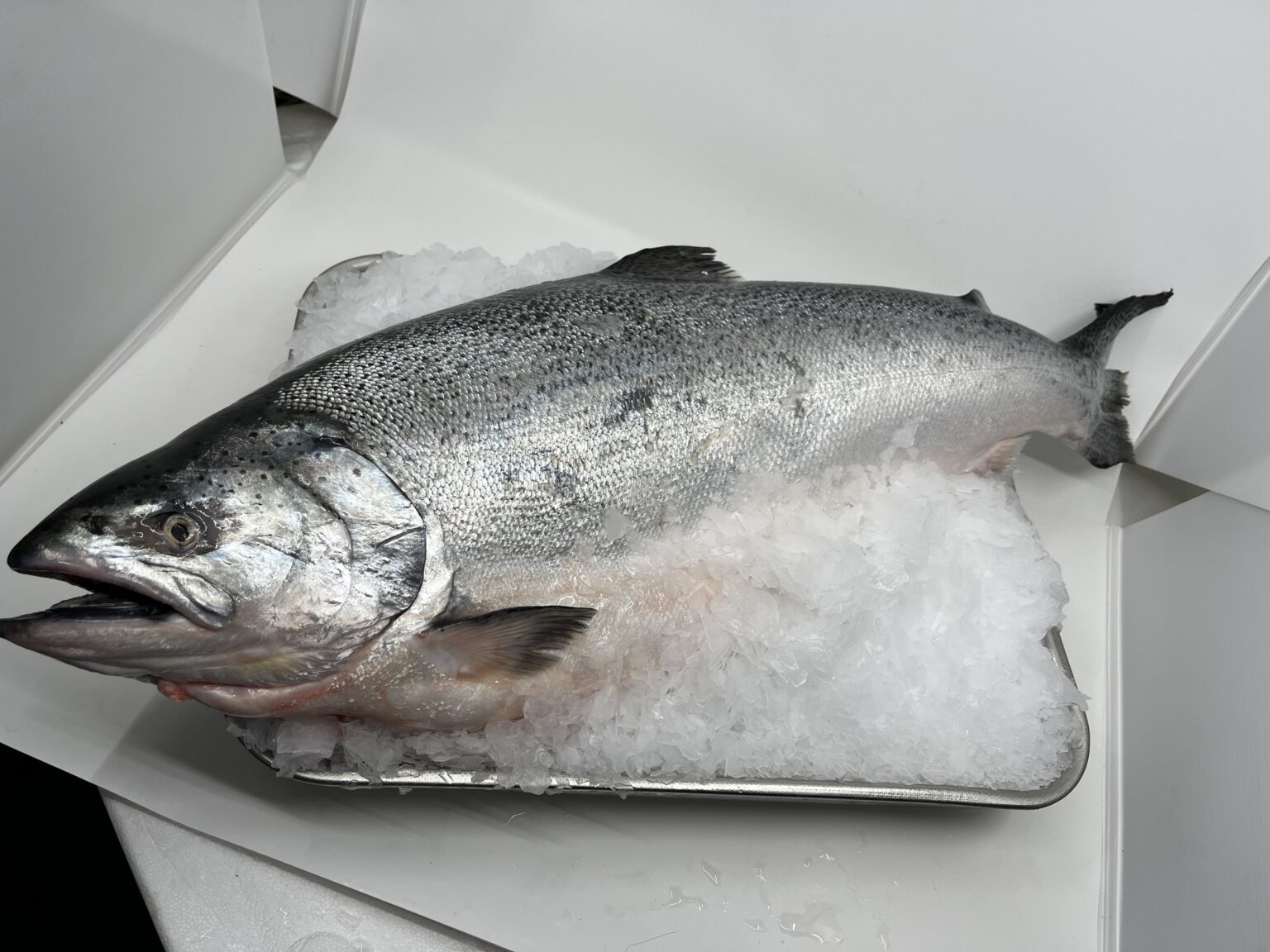 Whole Nz Salmon 3.5kg - 4kg Gutted - The One That Got Away